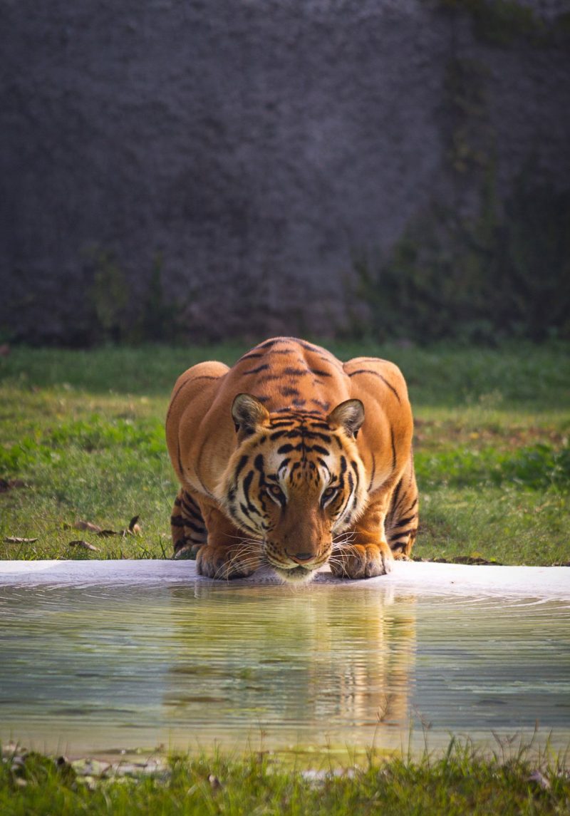 Tiger drinking at the water's edge