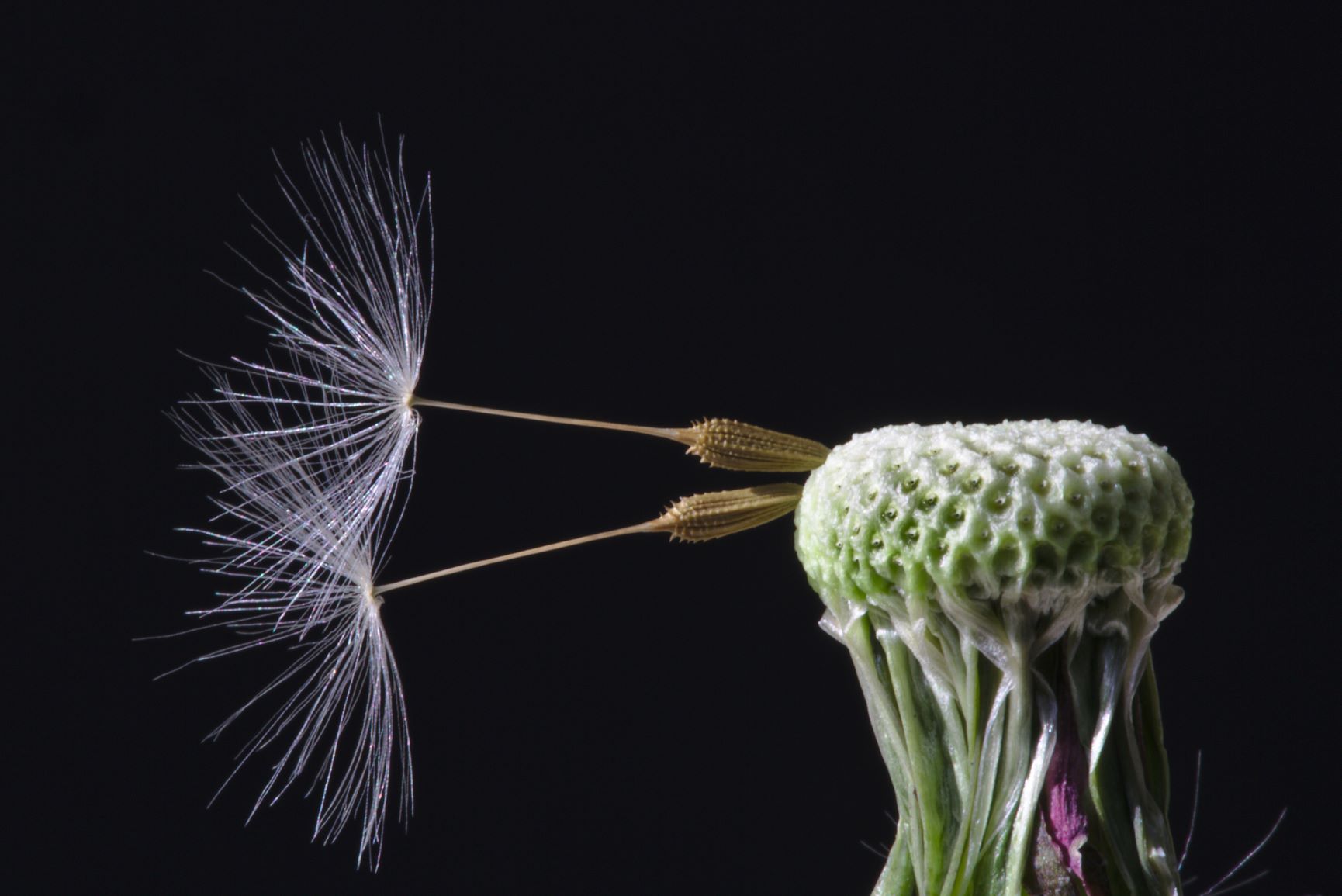 Intense closeup of two seeds left on the dandelion. Used here in reference to Desire and Pride as a seed of desire metaphor.