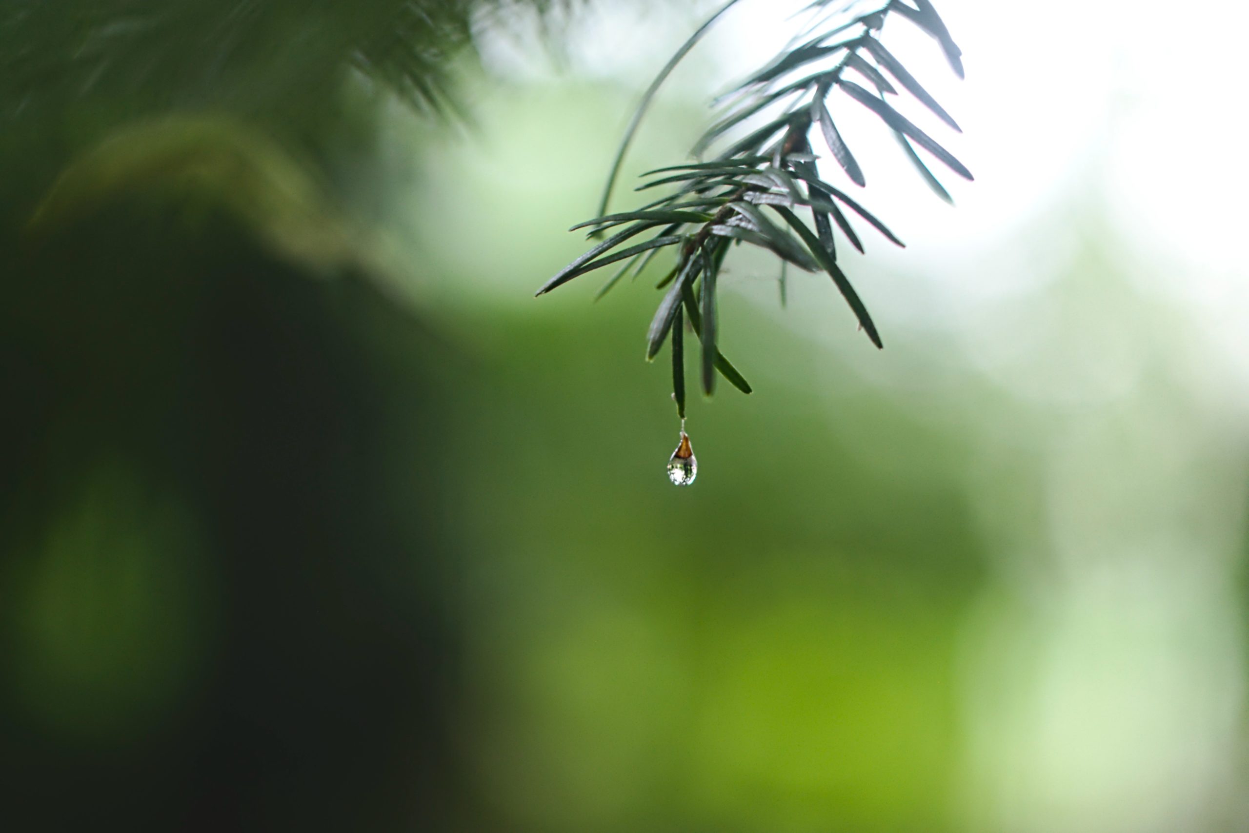 Closeup of an evergreen branch with a drop of water at the tip of the lowest needle.